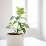 22 - Unesco - Serein - Lumineux -